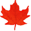 Maple leaf